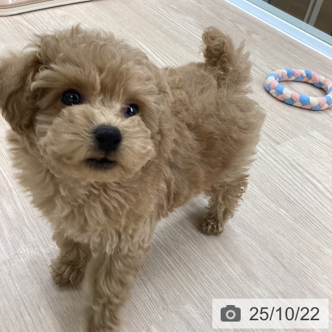 トイ・プードルの写真