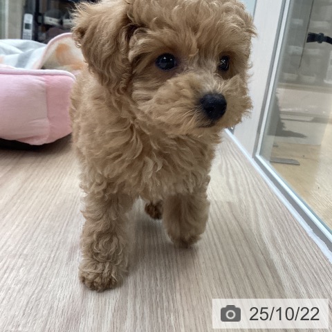 トイ・プードルの写真