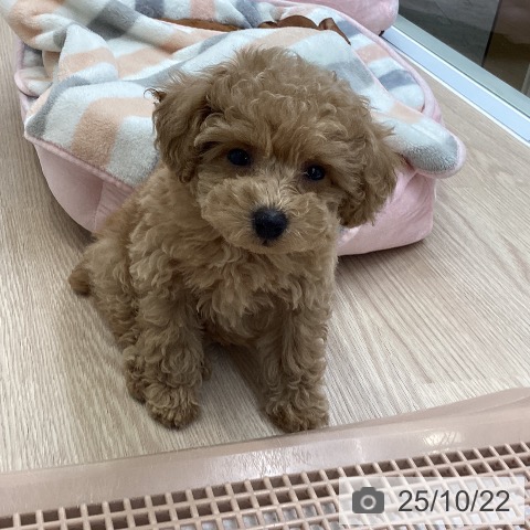 トイ・プードルの写真