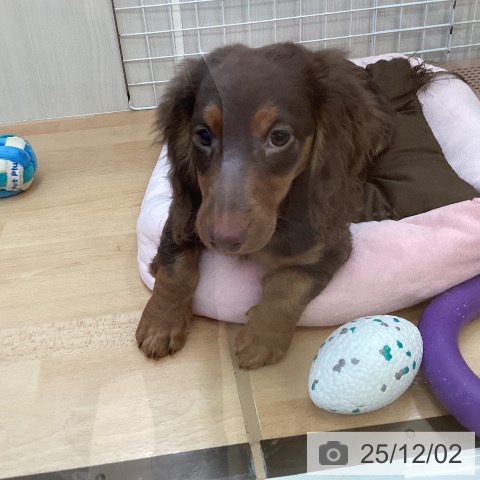 ミニチュア・ダックスフンドの写真