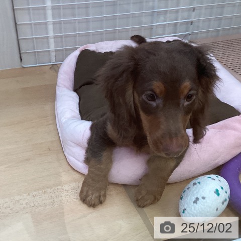 ミニチュア・ダックスフンドの写真