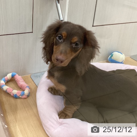 ミニチュア・ダックスフンドの写真