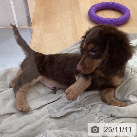 ミニチュア・ダックスフンドの写真