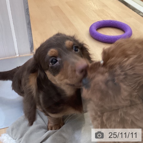 ミニチュア・ダックスフンドの写真