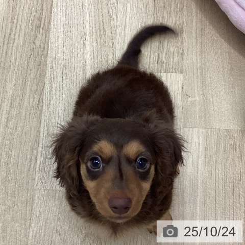 ミニチュア・ダックスフンドの写真