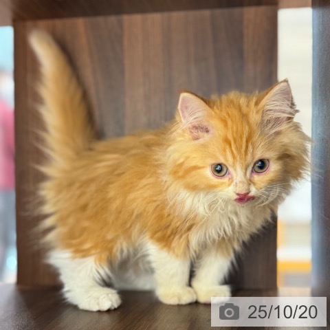 ラガマフィンの写真