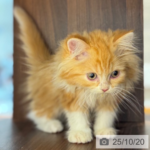 ラガマフィンの写真