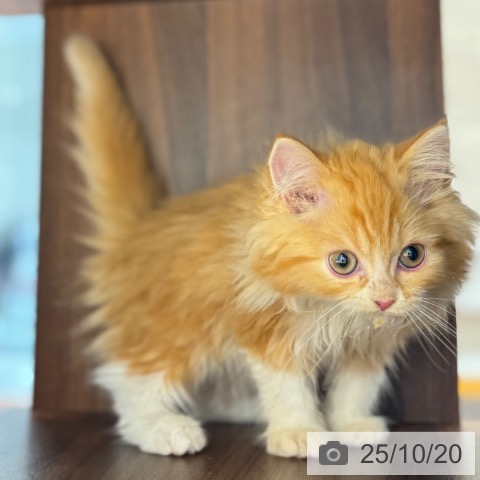 ラガマフィンの写真