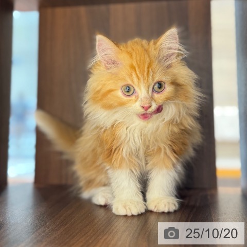 ラガマフィンの写真