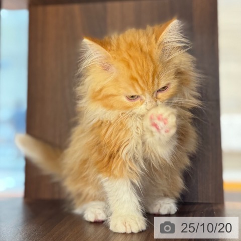 ラガマフィンの写真