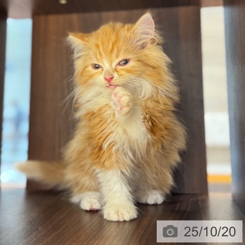 ラガマフィンの写真