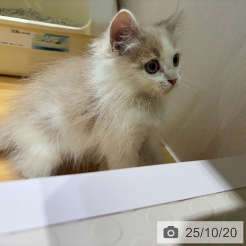 ラガマフィンの写真
