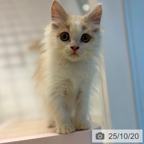 ラガマフィンの写真