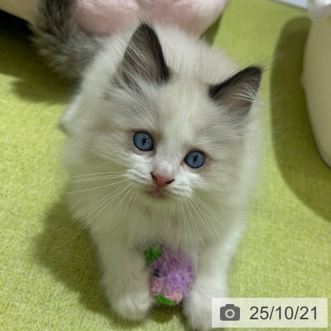 ラグドールの写真