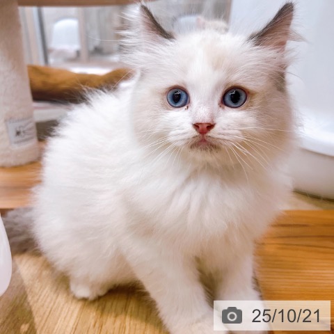 ラグドールの写真
