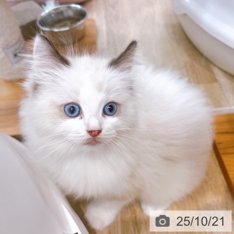 ラグドールの写真