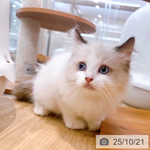 ラグドールの写真