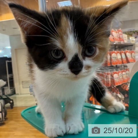 スコティッシュフォールドの写真