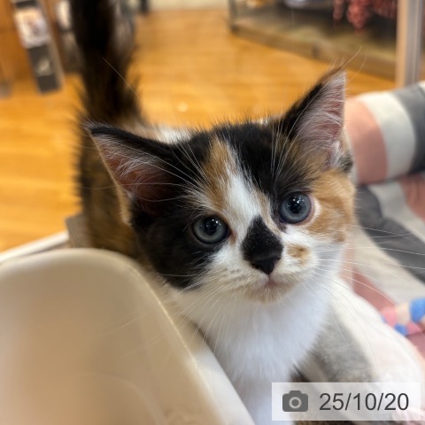 スコティッシュフォールドの写真