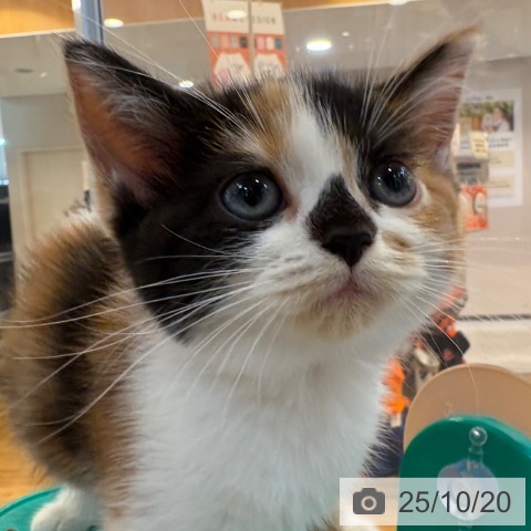 スコティッシュフォールドの写真