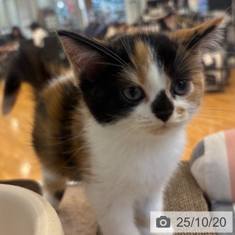 スコティッシュフォールドの写真