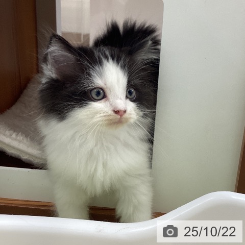 スコティッシュフォールドの写真
