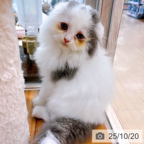 スコティッシュフォールドの写真