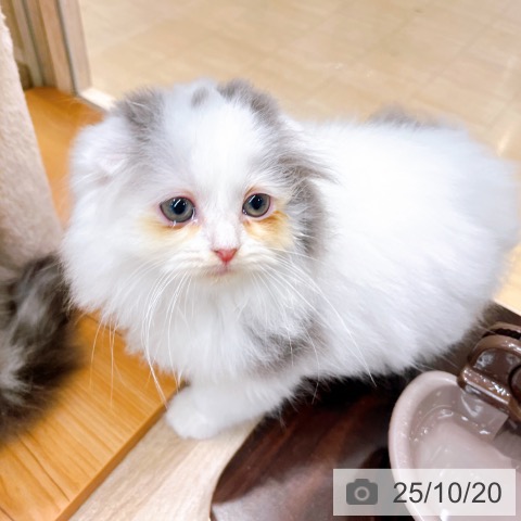 スコティッシュフォールドの写真