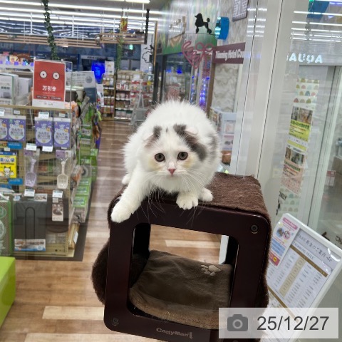 スコティッシュフォールドの写真