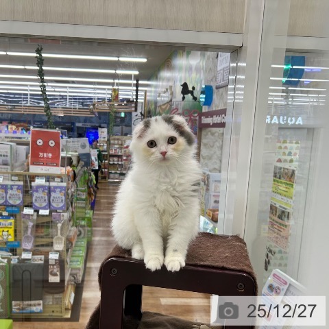 スコティッシュフォールドの写真