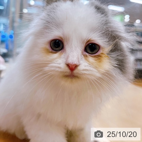 スコティッシュフォールドの写真