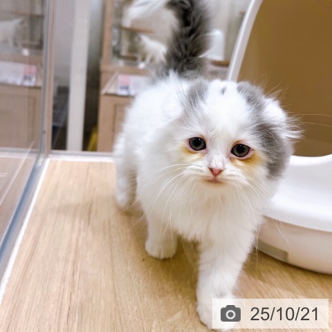 スコティッシュフォールドの写真