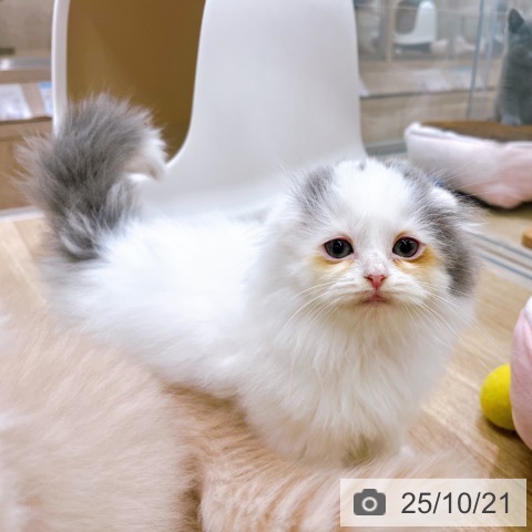 スコティッシュフォールドの写真