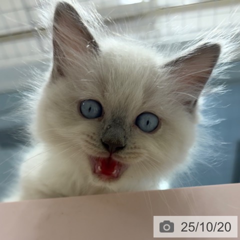 ラグドールの写真