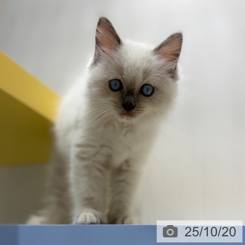 ラグドールの写真