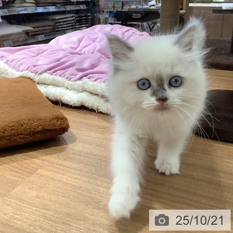 ラグドールの写真
