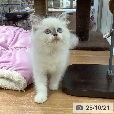 ラグドールの写真
