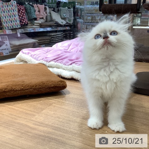 ラグドールの写真