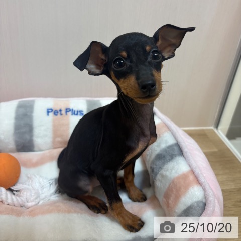 ミニチュア・ピンシャーの写真