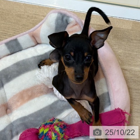 ミニチュア・ピンシャーの写真
