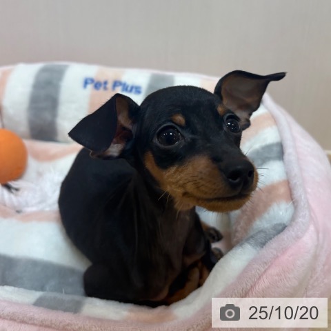 ミニチュア・ピンシャーの写真