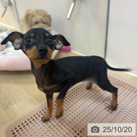 ミニチュア・ピンシャーの写真