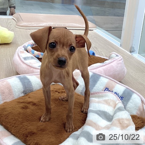 ミニチュア・ピンシャーの写真