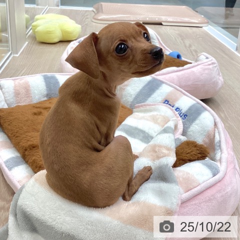 ミニチュア・ピンシャーの写真