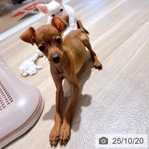 ミニチュア・ピンシャーの写真