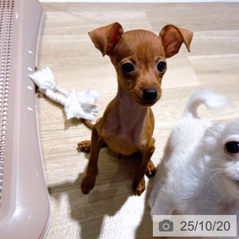 ミニチュア・ピンシャーの写真