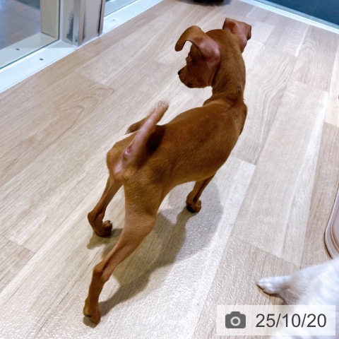 ミニチュア・ピンシャーの写真