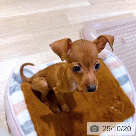 ミニチュア・ピンシャーの写真