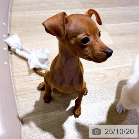 ミニチュア・ピンシャーの写真