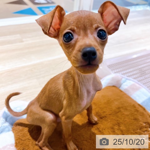 ミニチュア・ピンシャーの写真
